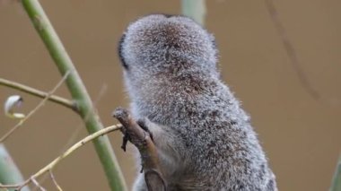 The meerkat or suricate is a small mongoose found in southern Africa. It is characterised by a broad head, large eyes, a pointed snout, long legs, a thin tapering tail, and a brindled coat pattern. 