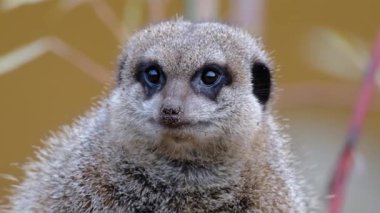 The meerkat or suricate is a small mongoose found in southern Africa. It is characterised by a broad head, large eyes, a pointed snout, long legs, a thin tapering tail, and a brindled coat pattern. 