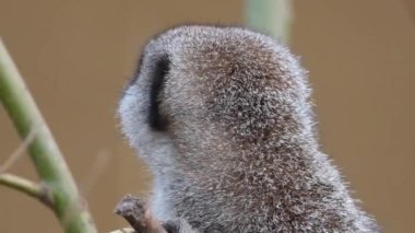 The meerkat or suricate is a small mongoose found in southern Africa. It is characterised by a broad head, large eyes, a pointed snout, long legs, a thin tapering tail, and a brindled coat pattern. 