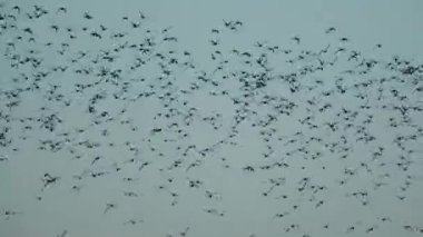 Avrupa Altın Kürekçisi, Avrasya Altın Kürekçisi ya da Avrupa 'daki Altın Kürekçi olarak da bilinir..