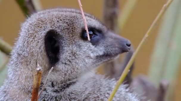 Meerkat Suricate Small Mongoose Found Southern Africa Characterised Broad Head — Wideo stockowe