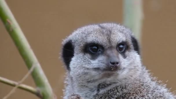 Meerkat Suricate Small Mongoose Found Southern Africa Characterised Broad Head — Stockvideo