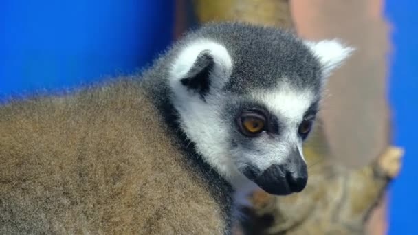 Den Ringhalede Lemur Stor Strepsirhinprimatat Den Mest Anerkendte Lemur Grund – Stock-video