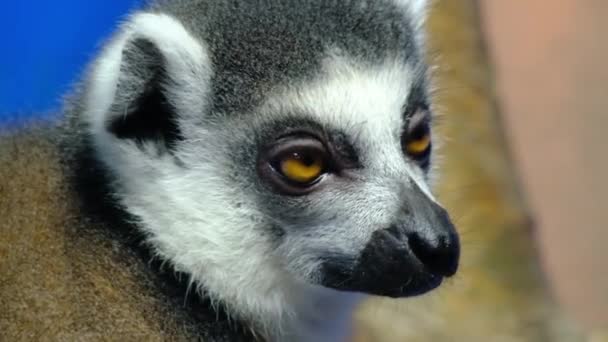Den Ringhalede Lemur Stor Strepsirhinprimatet Den Mest Anerkendte Lemur Grund – Stock-video