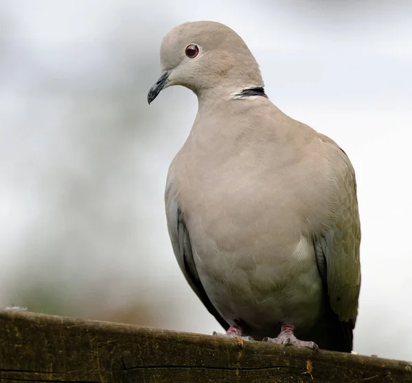 The Eurasian collared dove is a dove species native to Europe and Asia; it was introduced to Japan, North America and islands in the Caribbean