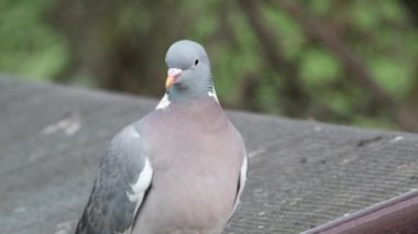 The common wood pigeon or common woodpigeon, also known as simply wood pigeon, wood-pigeon or woodpigeon, is a large species in the dove and pigeon family, native to the western Palearctic. 