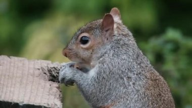 The eastern gray squirrel, also known, particularly outside of North America, as simply the grey squirrel, is a tree squirrel in the genus Sciurus.