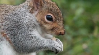 The eastern gray squirrel, also known, particularly outside of North America, as simply the grey squirrel, is a tree squirrel in the genus Sciurus.