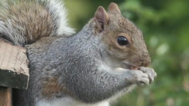 The eastern gray squirrel, also known, particularly outside of North America, as simply the grey squirrel, is a tree squirrel in the genus Sciurus.