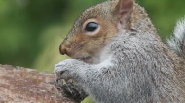 The eastern gray squirrel, also known, particularly outside of North America, as simply the grey squirrel, is a tree squirrel in the genus Sciurus.