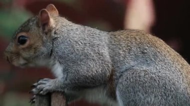 The eastern gray squirrel, also known, particularly outside of North America, as simply the grey squirrel, is a tree squirrel in the genus Sciurus.