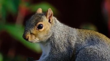 The eastern gray squirrel, also known, particularly outside of North America, as simply the grey squirrel, is a tree squirrel in the genus Sciurus.