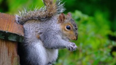 The eastern gray squirrel, also known, particularly outside of North America, as simply the grey squirrel, is a tree squirrel in the genus Sciurus.