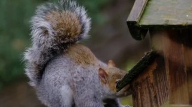 The eastern gray squirrel, also known, particularly outside of North America, as simply the grey squirrel, is a tree squirrel in the genus Sciurus.