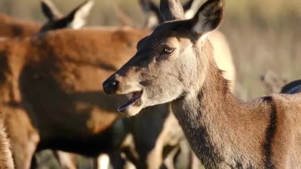 Cervus Elaphus 是最大的鹿种之一 公鹿叫公鹿或公鹿 母的叫后鹿 这是一只雄鹿 — 图库视频影像