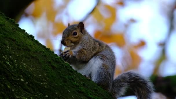 Eastern Gray Squirrel Also Known Particularly North America Simply Grey — Vídeos de Stock