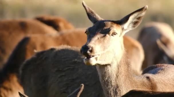 Cervus Elaphus 是最大的鹿种之一 公鹿叫公鹿或公鹿 母的叫后鹿 这是一个女人 — 图库视频影像