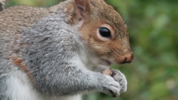 东方灰松鼠 Eastern Gray Squirrel 特别是北美以外的地区 也被称为灰松鼠 Grey Squirrel 是一种树蛙属的动物 — 图库视频影像