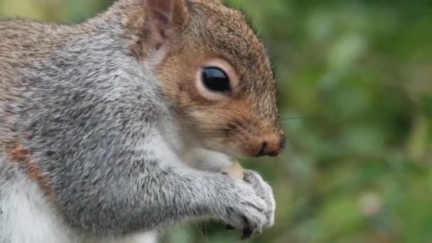 Eastern Gray Squirrel Also Known Particularly North America Simply Grey — Stock video