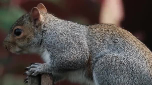 Eastern Gray Squirrel Also Known Particularly North America Simply Grey — Stok video