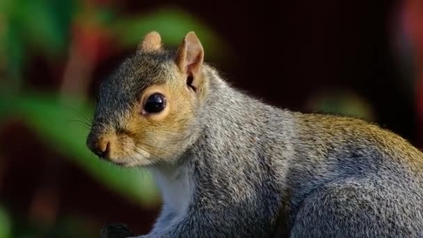 Eastern Gray Squirrel Also Known Particularly North America Simply Grey — Stockvideo