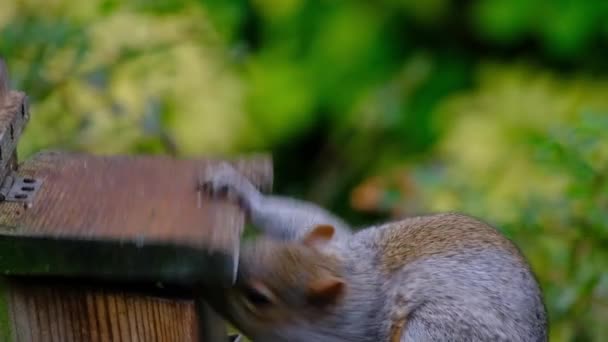 Eastern Gray Squirrel Also Known Particularly North America Simply Grey — Wideo stockowe