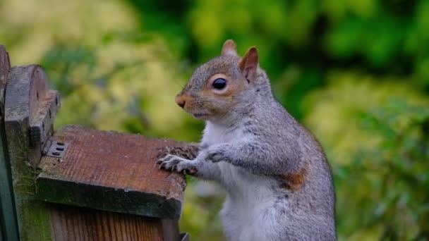 Eastern Gray Squirrel Also Known Particularly North America Simply Grey — Video Stock