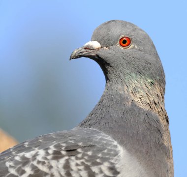 Feral pigeons, also called city doves, city pigeons, or street pigeons, are descendants of domestic pigeons that have returned to the wild. The domestic pigeon was originally bred from the wild rock dove,