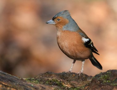 İspinoz, ispinozgiller (Cervidae) familyasından bir kuş türü. Erkek, mavi-gri şapkalı ve pas kırmızısı alt parçalı parlak bir renge sahiptir. erkek