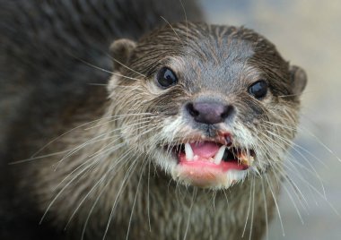 The Asian small-clawed otter, also known as the oriental small-clawed otter and the small-clawed otter, is an otter species native to South and Southeast Asia.