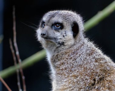 The meerkat or suricate is a small mongoose found in southern Africa. It is characterised by a broad head, large eyes, a pointed snout, long legs, a thin tapering tail, and a brindled coat pattern.