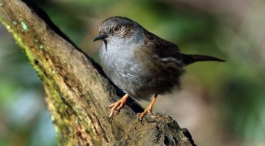 Dunnock, Orta Avrupa 'da ve Asya Rusya' da bulunan küçük bir kuş türüdür. Dunnocks, Yeni Zelanda 'ya da başarıyla sokulmuştur..