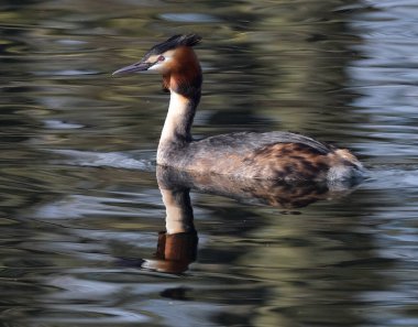 The great crested grebe is a member of the grebe family of water birds noted for its elaborate mating display. 