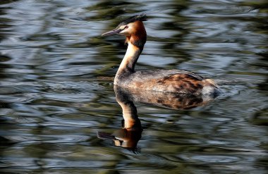 The great crested grebe is a member of the grebe family of water birds noted for its elaborate mating display. 