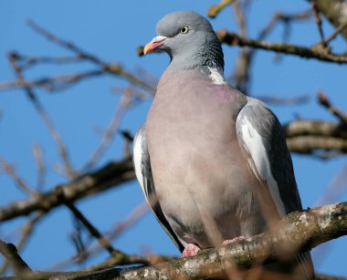 The common wood pigeon or common woodpigeon, also known as simply wood pigeon, wood-pigeon or woodpigeon, is a large species in the dove and pigeon family, native to the western Palearctic. 