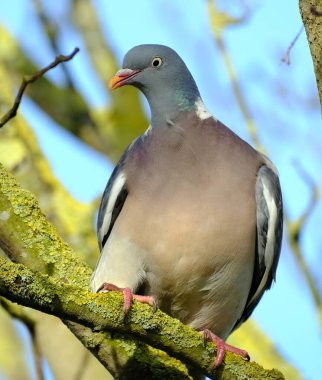 The common wood pigeon or common woodpigeon, also known as simply wood pigeon, wood-pigeon or woodpigeon, is a large species in the dove and pigeon family, native to the western Palearctic. 