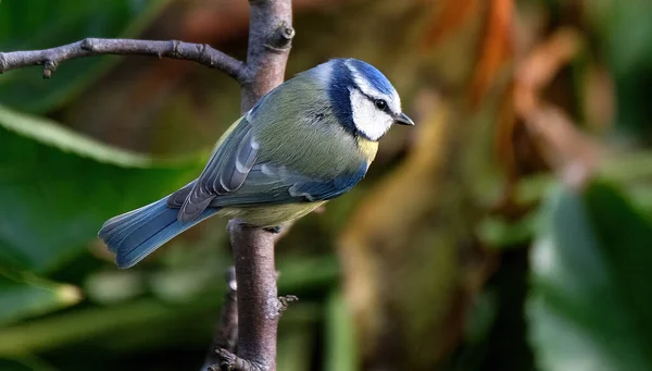 亚欧蓝乳头是乳头家族中的一只小鸣禽鸟 Paridae 它的蓝色和黄色的羽毛和小尺寸容易辨认 — 图库照片