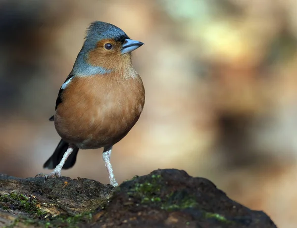 普通的小雀鸟 或简称小雀鸟 是雀鸟科的一种常见和广泛分布的小雀鸟 雄的色彩艳丽 头戴蓝灰色的帽子 下部有铁锈红色的部分 — 图库照片