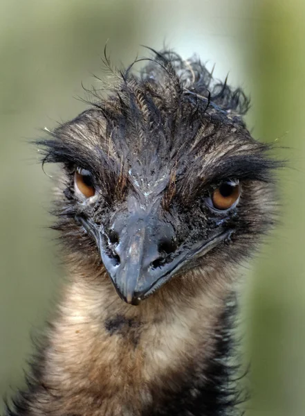 Emu Segundo Pássaro Vivo Mais Alto Depois Sua Ratite Relação — Fotografia de Stock