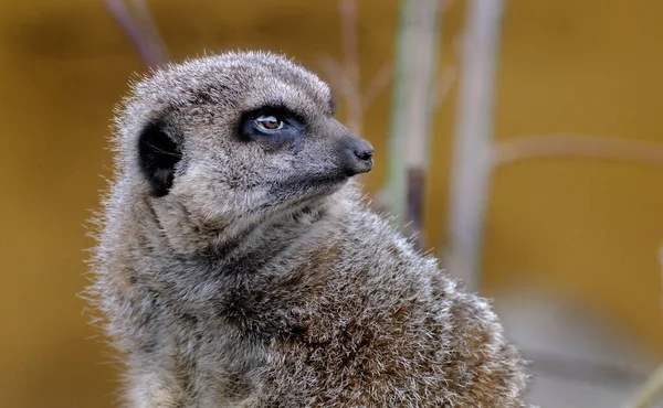 Meerkat Suricate Small Mongoose Found Southern Africa Characterised Broad Head — Stockfoto