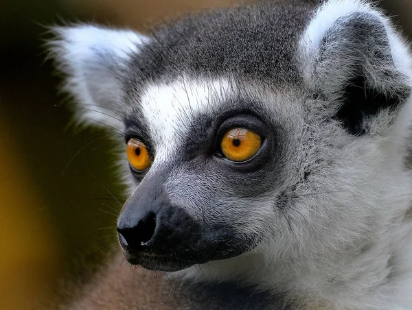 Lemurs are wet-nosed primates of the superfamily Lemuroidea, divided into 8 families and consisting of 15 genera and around 100 existing species.