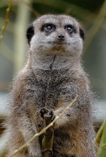 Meerkat Suricate Small Mongoose Found Southern Africa Characterised Broad Head — Stock Fotó