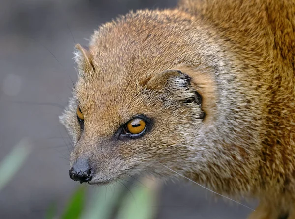 Mongoose Pequeno Mamífero Carnívoro Terrestre Pertencente Família Herpestidae Esta Família — Fotografia de Stock
