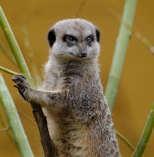Meerkat Suricate Small Mongoose Found Southern Africa Characterised Broad Head —  Fotos de Stock