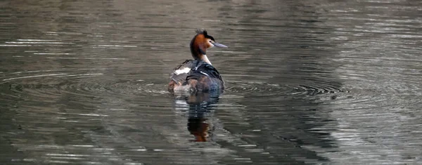 Great Crested Grebe Member Grebe Family Water Birds Noted Its — Stockfoto