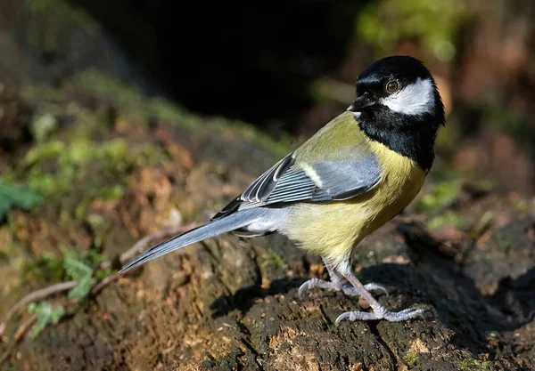 The great tit is a passerine bird in the tit family Paridae. It is a widespread and common species throughout Europe, the Middle East, Central Asia and east across the Palearctic to the Amur River, .