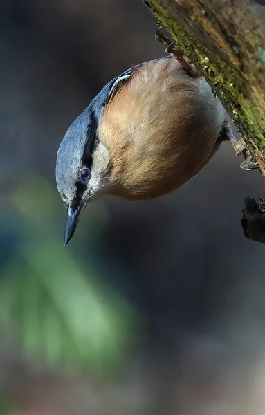 Nuthatch Plump Bird Size Great Tit Resembles Small Woodpecker Blue —  Fotos de Stock