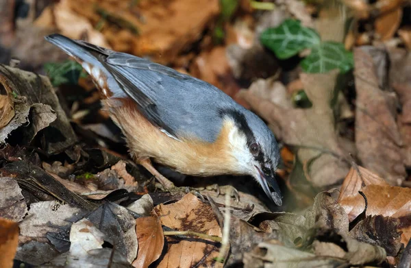 Nuthatch Plump Bird Size Great Tit Resembles Small Woodpecker Blue — Photo