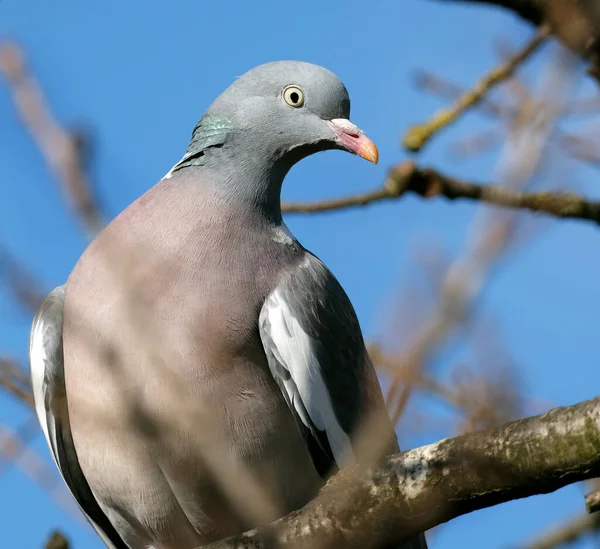 Common Wood Pigeon Common Woodpigeon Also Known Simply Wood Pigeon — Stok fotoğraf