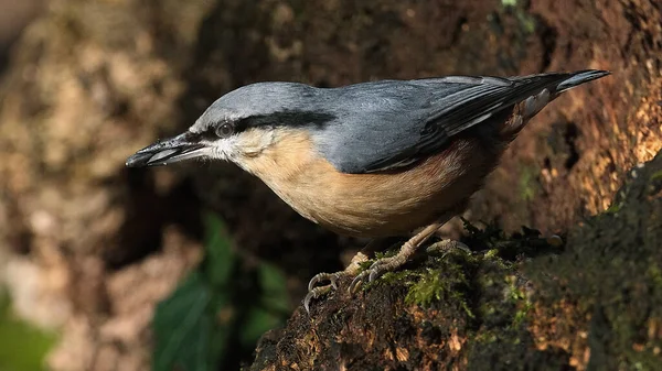 Nuthatch Plump Bird Size Great Tit Resembles Small Woodpecker Blue —  Fotos de Stock